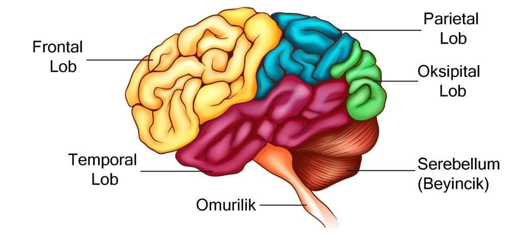 Büyük Beyin Hangi Görevleri Kontrol Eder? Merak Edilenler! - Kapak Görseli