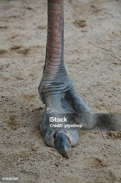 Deve Kuşu Tırnağı Nedir ve Hangi Faydaları Sağlar? - Kapak Görseli