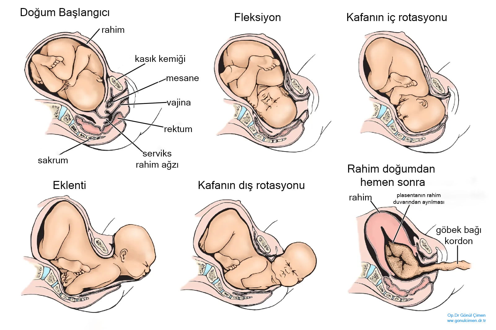 Gebelikte Hangi Doğum Kusurları Erken Dönemde Tespit Edilir? - Kapak Görseli