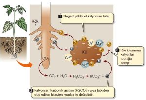 Toprağın Tamponluk Kapasitesini Etkileyen Önemli Faktörler Nelerdir? - Kapak Görseli