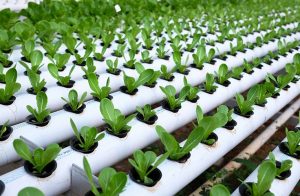 Yükselten Tarım Nedir ve Hangi Hizmetleri Sunar? - Kapak Görseli