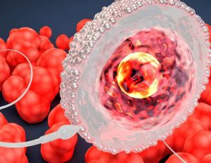 Yumurta spermle karşılaşmazsa progesteron seviyesi nasıl değişir? - Kapak Görseli