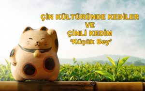 Çin'de Kedi ve Köpek Eti Tüketiminin Kesin Nedeni [Uzman Açıklaması] - Kapak Görseli