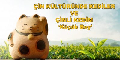 Çin'de Kedi ve Köpek Eti Tüketiminin Kesin Nedeni [Uzman Açıklaması] - Kapak Görseli
