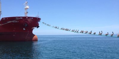 Devbulk Denizcilik Sahiplik ve Yönetim Yapısı [Uzman İnceleme 2026] - Kapak Görseli