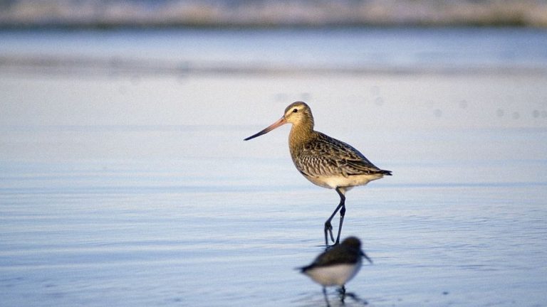 En Uzun Uçan Kağıt Uçak Tasarımı İçin Kesin Çözümler [2026] - Kapak Görseli