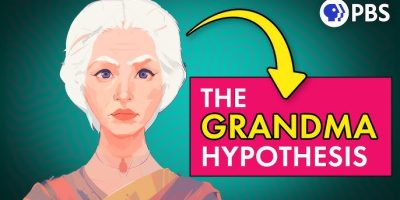 Grandma’nın Sahiplik Sırrı ve Bilmeniz Gerekenler [2026] - Kapak Görseli