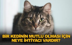 Kedinin İhtiyaçlarını İngilizce Anlatmanın Kesin Yolu [2026] - Kapak Görseli