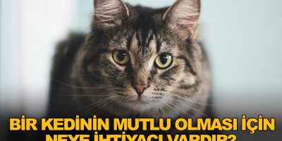 Kedinin İhtiyaçlarını İngilizce Anlatmanın Kesin Yolu [2026] - Kapak Görseli