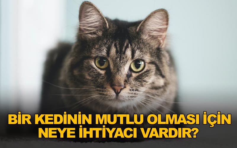 Kedinin İhtiyaçlarını İngilizce Anlatmanın Kesin Yolu [2026] - Kapak Görseli