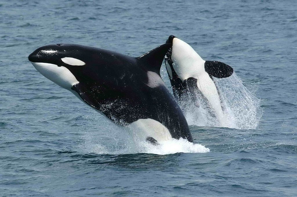 Orca Her Life Is Freedom Temasının Derin Anlamı [2026 Uzman Rehberi] - Kapak Görseli