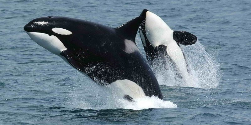 Orca Her Life Is Freedom Temasının Derin Anlamı [2026 Uzman Rehberi] - Kapak Görseli