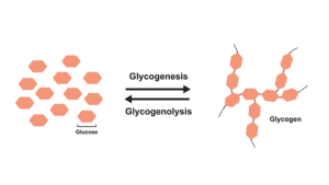 Glikoz ve glikojenin Temel Farkları [Uzman Rehber 2026] - Kapak Görseli