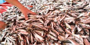 İstavrit İçin Kanıtlanmış En Uyumlu Baharatlar [Uzman Önerisi] - Kapak Görseli