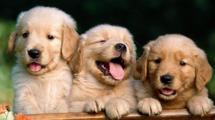 Rüyada Çoklu Köpek Görmenin Kanıtlanmış Psikolojik Anlamları [2026] - Kapak Görseli