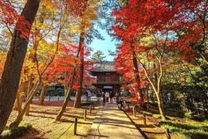 Saitama’nın Yaşam Alanı ve Gizemli Lokasyonu [2026] - Kapak Görseli