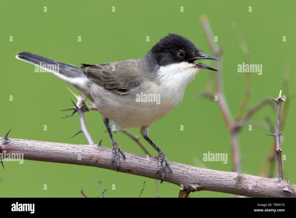 Sylvia hortensis crassirostris Yaşam Alanları ve Öne Çıkan Özellikleri [2026] - Kapak Görseli
