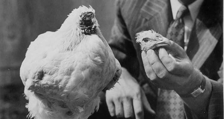 Tavuk İsyanının Kesin Nedenleri ve Çözüm Yolları [2026] - Kapak Görseli