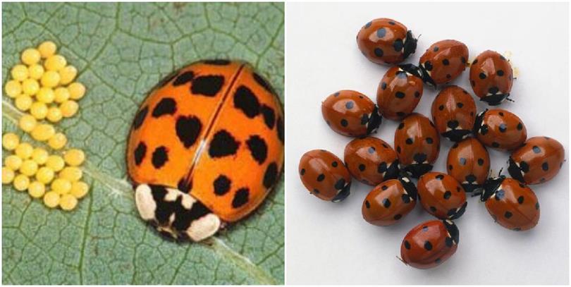 Uğur Böceğinin Gerçek Adı ve Bilinmeyen Özellikleri [2026] - Kapak Görseli