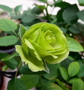 Yeşil Gülün Anlamı ve Gizli Mesajları [Uzman Rehber] - Kapak Görseli