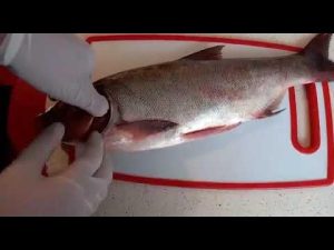 Balık Diseksiyonunda Karşılaşacağınız Temel Organlar [Uzman Rehber] - Kapak Görseli