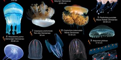 Deniz Anası Türleri ve Özellikleri [Uzman Rehber, 2026] - Kapak Görseli