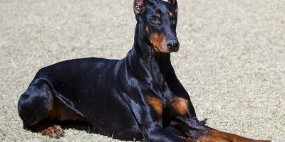 En İyi Köpek Türleri ve Seçim Püf Noktaları [2026 Uzman Rehberi] - Kapak Görseli