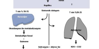 Fenolün Sağlığa Zararları ve Tehlikeleri [Uzman Rehber 2026] - Kapak Görseli