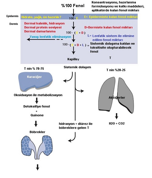 Fenolün Sağlığa Zararları ve Tehlikeleri [Uzman Rehber 2026] - Kapak Görseli