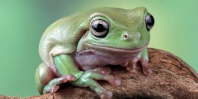 Omurgalı Kurbağaların Sırları ve Anatomik Özellikleri [Uzman Rehber] - Kapak Görseli