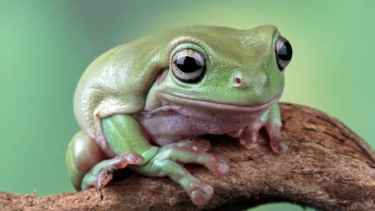 Omurgalı Kurbağaların Sırları ve Anatomik Özellikleri [Uzman Rehber] - Kapak Görseli