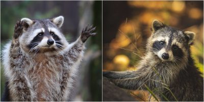 Rakun Tube Sahipliği Hakkında Kanıtlanmış Gerçekler [2026] - Kapak Görseli