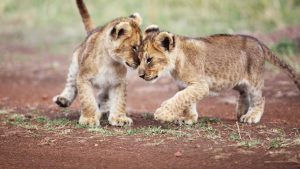 Yavru Hayvanlar Belgeselinin Bölüm Sayısı ve Öne Çıkanlar [2026] - Kapak Görseli