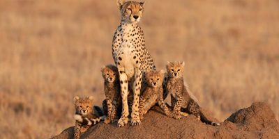 Afrika’daki Vahşi Yaşamın Azalmasının Kanıtlanmış Nedenleri [2026] - Kapak Görseli