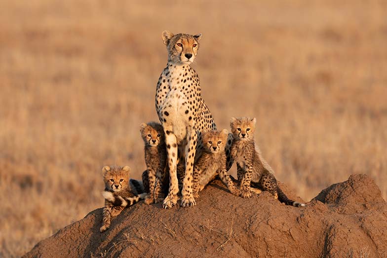 Afrika’daki Vahşi Yaşamın Azalmasının Kanıtlanmış Nedenleri [2026] - Kapak Görseli
