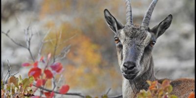 Capra Aegagrus Türkiye’deki Yerleşim Alanları ve Keşif İpuçları [2026] - Kapak Görseli
