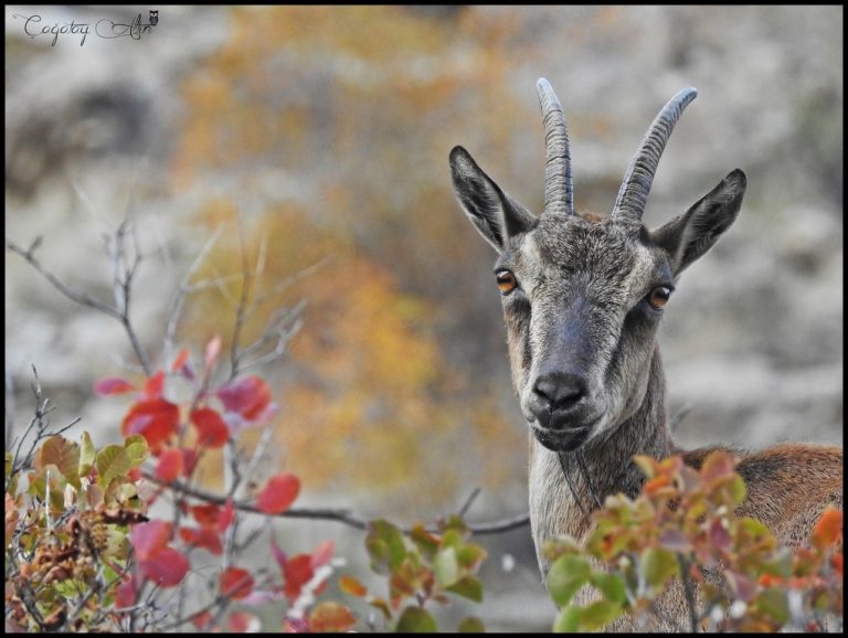 Capra Aegagrus Türkiye’deki Yerleşim Alanları ve Keşif İpuçları [2026] - Kapak Görseli