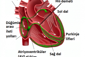 Kalp Kası Çalışma Oranı ve Sağlıklı Sınırları [Uzman Rehber] - Kapak Görseli