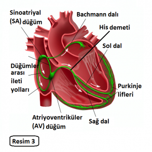 Kalp Kası Çalışma Oranı ve Sağlıklı Sınırları [Uzman Rehber] - Kapak Görseli
