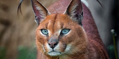 Karakulak Özellikleri ve Bilmeniz Gereken Uzman İpuçları [2026] - Kapak Görseli