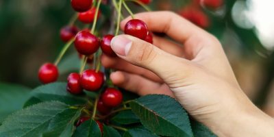 Kirazda Hava Sıcaklığının En Yoğun Olduğu Aylar [2026 Güncel] - Kapak Görseli