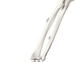 Ön Kol Kemiği Hakkında Kesin Bilmeniz Gerekenler [Uzman Rehber] - Kapak Görseli