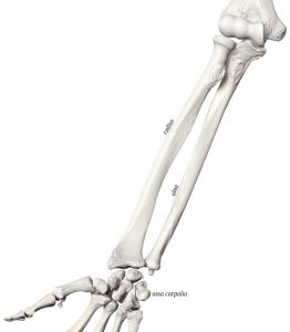 Ön Kol Kemiği Hakkında Kesin Bilmeniz Gerekenler [Uzman Rehber] - Kapak Görseli