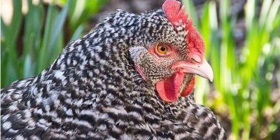 Pleymut Tavuğunun Tercih Edilme Nedenleri ve Uzman İpuçları [2026] - Kapak Görseli