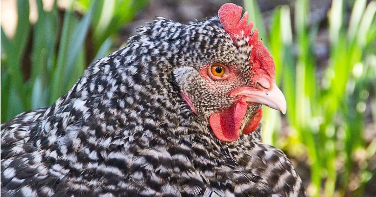 Pleymut Tavuğunun Tercih Edilme Nedenleri ve Uzman İpuçları [2026] - Kapak Görseli