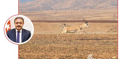 Şanlıurfa Ceylan Koruma Yöntemleri ve Geleceğe Yönelik Çözümler [2026] - Kapak Görseli