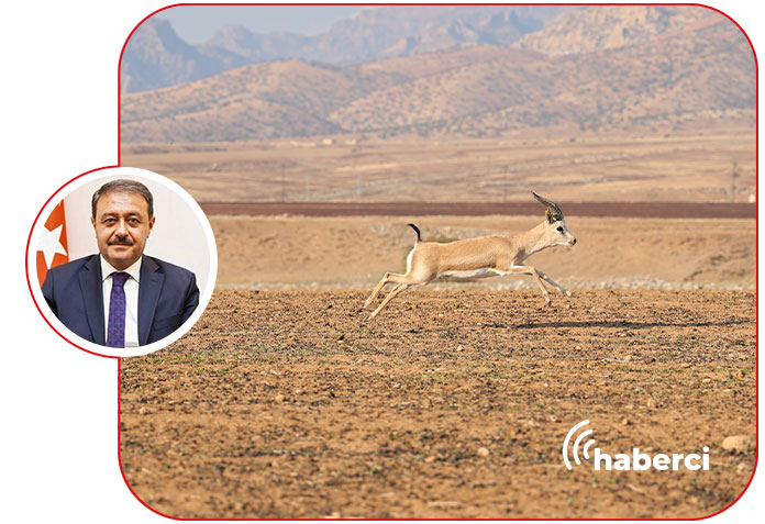 Şanlıurfa Ceylan Koruma Yöntemleri ve Geleceğe Yönelik Çözümler [2026] - Kapak Görseli