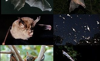 Yarasa Türleri ve Özellikleri: Kesin Rehber [2026] - Kapak Görseli