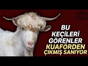 Deli keçinin ilginç serüveni ve bilinmeyen sırları [2026 Uzman Rehberi] - Kapak Görseli