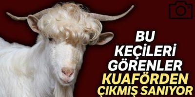 Deli keçinin ilginç serüveni ve bilinmeyen sırları [2026 Uzman Rehberi] - Kapak Görseli